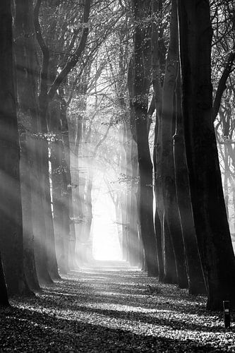 Lumière BW sur Bassie's winkel
