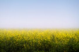 Champ de Colza by Renald Bourque
