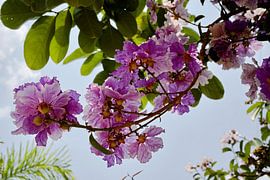 Tropische explosie van Lagerstroemia in bloei