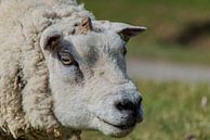 Dordtse schapenkop van Henk Hartzheim thumbnail