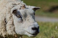 Dordt sheep head