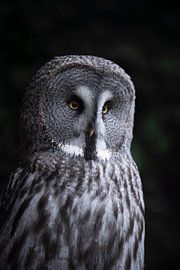 Lapland owl, grey owl watching and listening to its prey by Yoan Izetov
