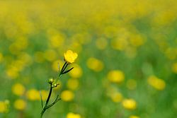 A single buttercup in a field of blooming buttercups