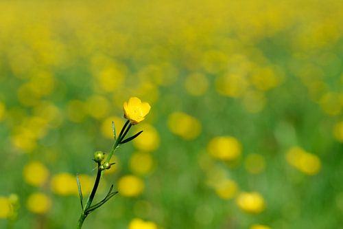 A single buttercup in a field of blooming buttercups by Reiner Würz / RWFotoArt