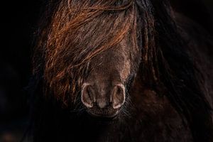 Poney de près