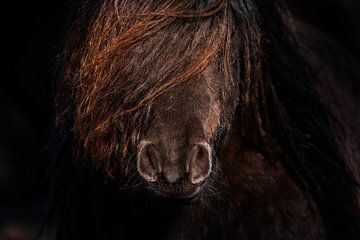 Pony close up van Jeroen Mikkers