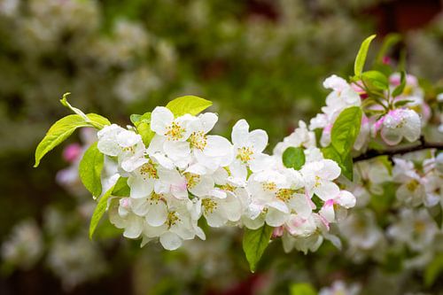 Fleurs blanches d'un pommier