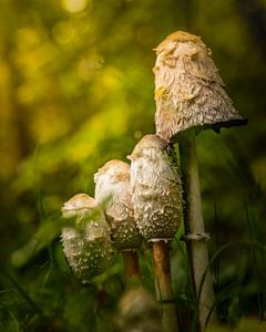 champignon d'encre squameux sur Freddy Hoevers