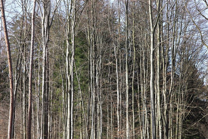 Forêt par Thomas Jäger