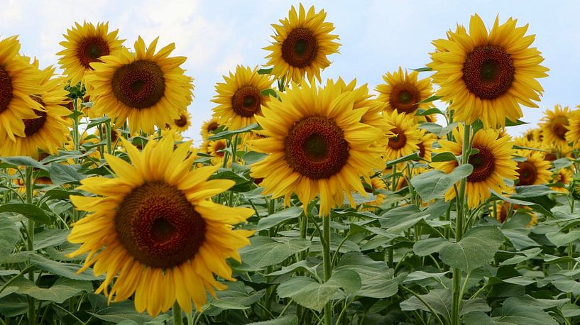 Zonnebloemen Hongarije van Nicolette Suijkerbuijk