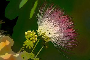 Fleur d'arbre en soie de Perse. 4