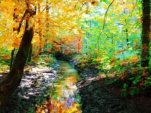 Het herfstbos langs de beek