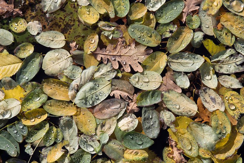 Feuilles flottantes avec des gouttes par Danielle Roeleveld