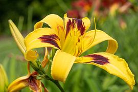 Daylily, Hemerocallis by Alexander Ludwig