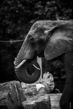 Stille Schönheit: Der Moment des Elefanten von Emily Parry