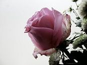 Pink Rose against light background by Birdy May thumbnail