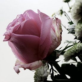 Pink Rose against light background by Birdy May