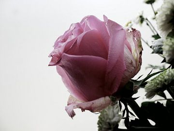 Pink Rose against light background by Birdy May