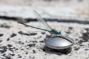 Petite demoiselle bleue sur une vis