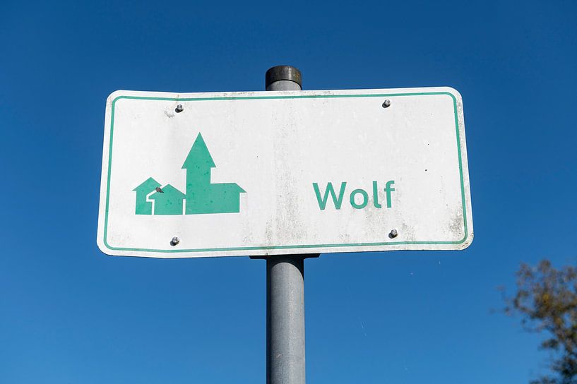 Wolf by Richard Wareham