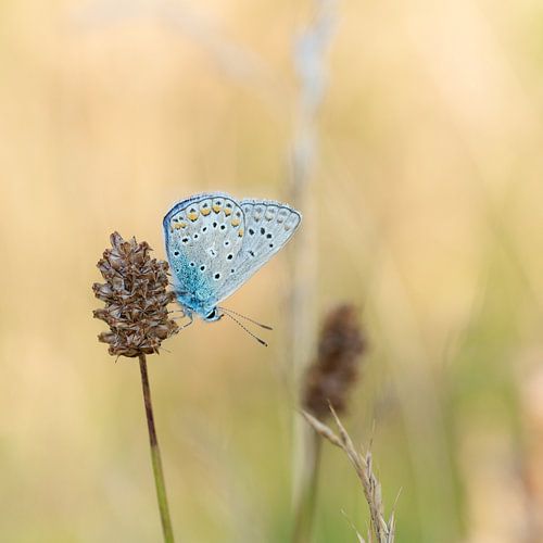 Blue on large pimpernel by Martin Bredewold