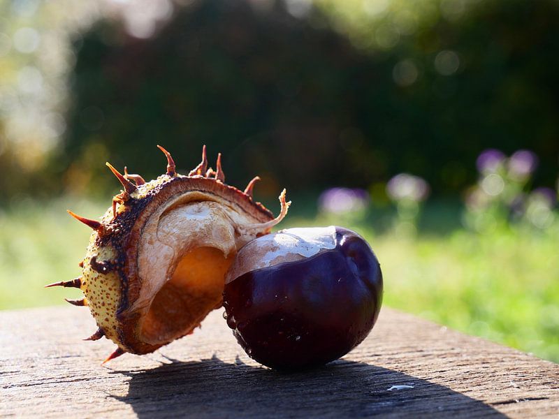 Chestnut with half husk in sunlight by Judith van Wijk