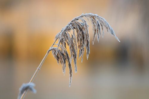 über dem See schwebend