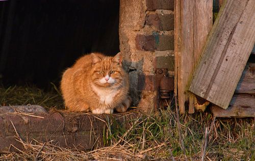 Poes op de drempel van de stal