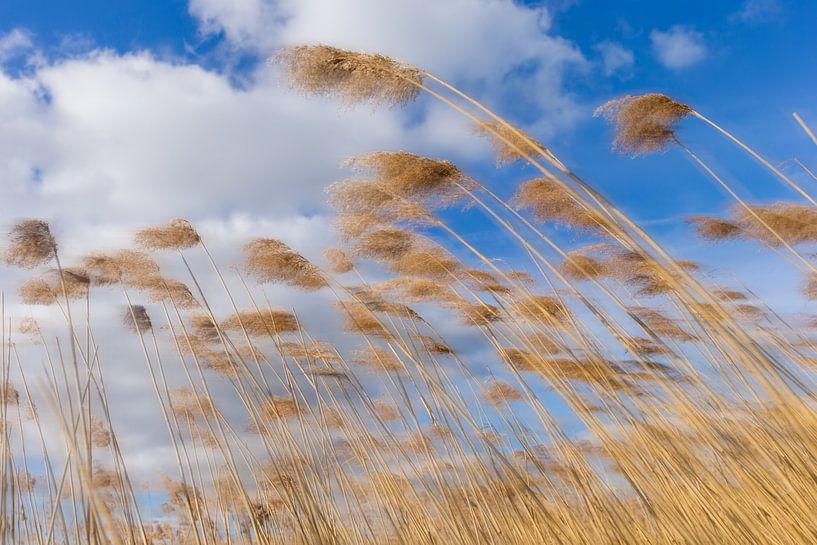 Goud gele riet halmen tegen een Hollandse bewolkte lucht. One2expose Wout Kok Photography.  van Wout Kok