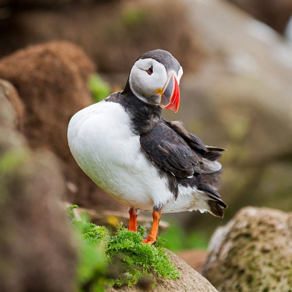 Der Papageientaucher ist gerade auf einem Felsen gelandet von Menno Schaefer