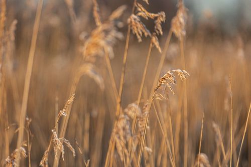 Winter morning in Friesland