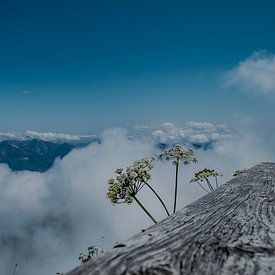 Sommet de montagne avec des fleurs et une mer de nuages rêveuse sur RAW & Refined