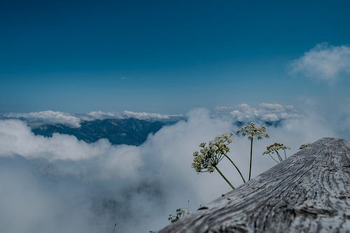 Alpenblumenpracht – Berggipfel über einem Meer aus Wolken