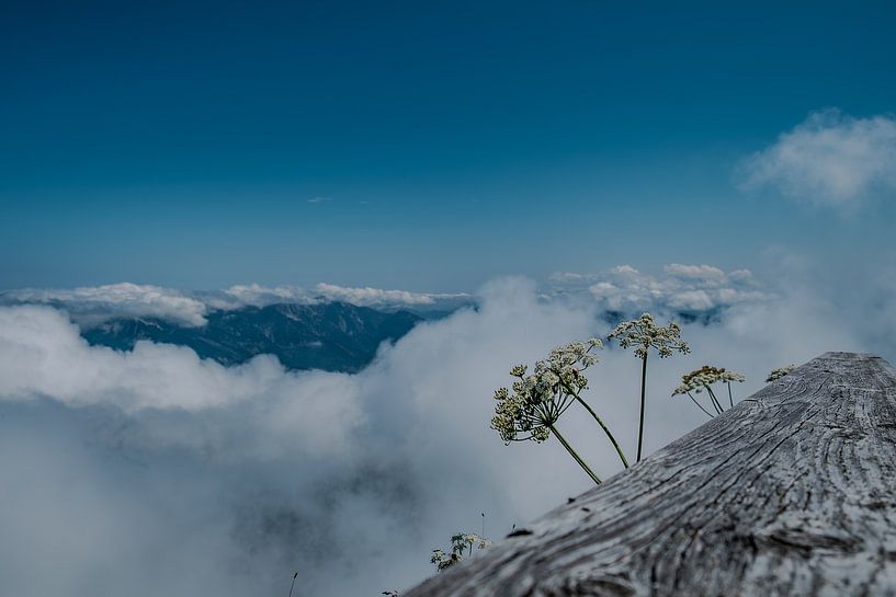Sommet de montagne avec des fleurs et une mer de nuages rêveuse par RAW & Refined