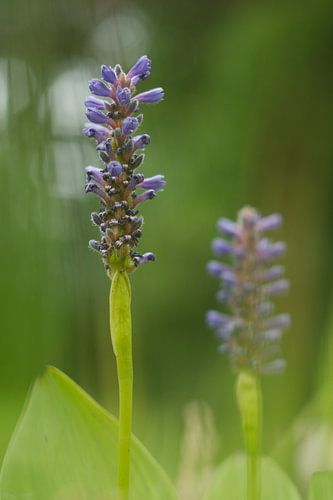 Plante d'étang