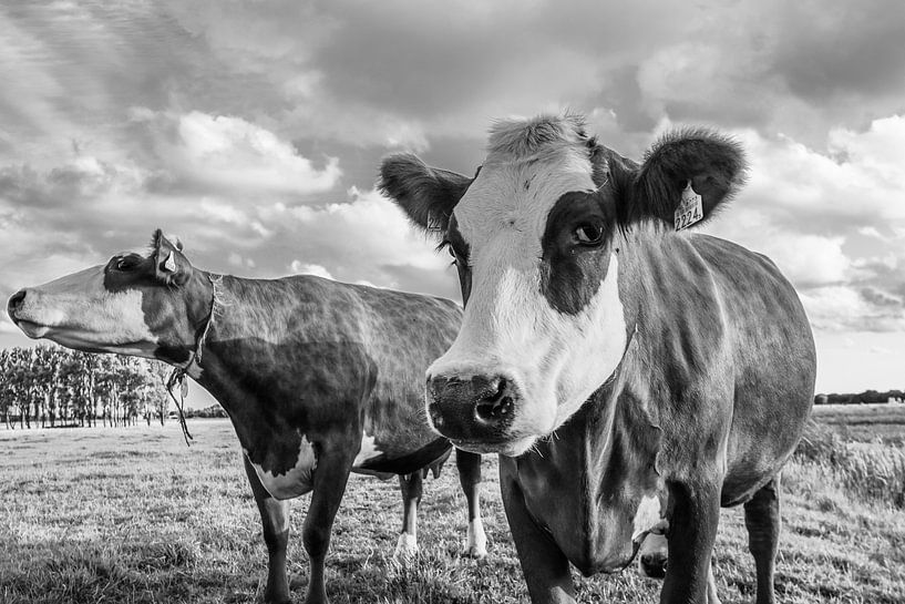 Hi, who are you? by Dirk van Egmond