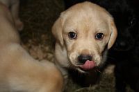 Gele/blonde Labrador retriever pup
