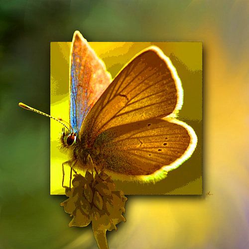 Butterfly | Red Clover-Blue