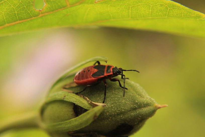 Firebug by Eline De Landsheer