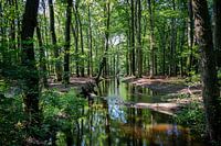The Leuvenum stream in the Leuvenum forest