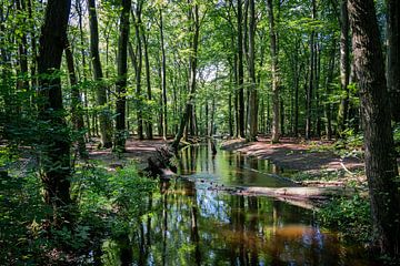 De Leuvenumse beek in het Leuvenumse bos van Henk Hulshof