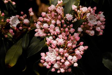 The Kalmia by Fleurien