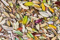 Pohutukawa leaves