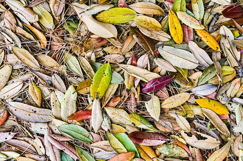 Pohutukawa Blätter im Herbst