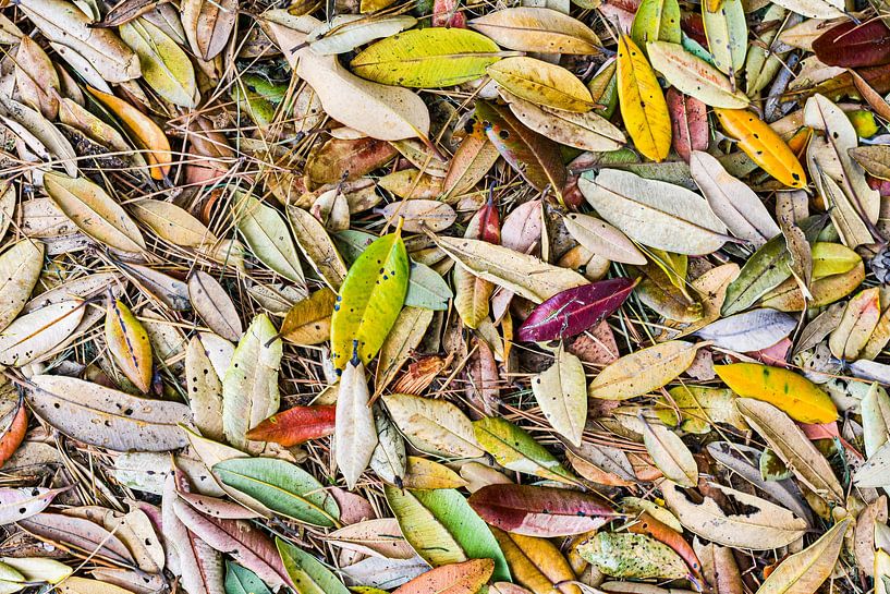 Feuilles de Pohutukawa en automne par Sebastian Schuster