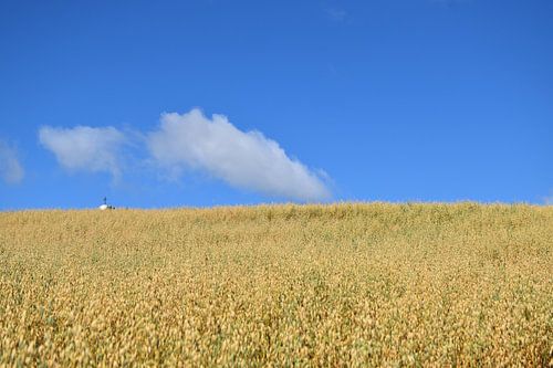 Een veld van haver in de herfst