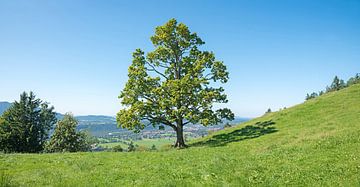 oak tree with green leaves at mountain slope by SusaZoom