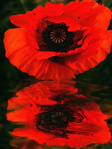 Papavers