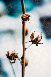 Surrealistische Natuur in de Veluwe sur Liberty Biesma