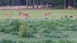 Herten, Zwijnen sur Gijs van Veldhuizen